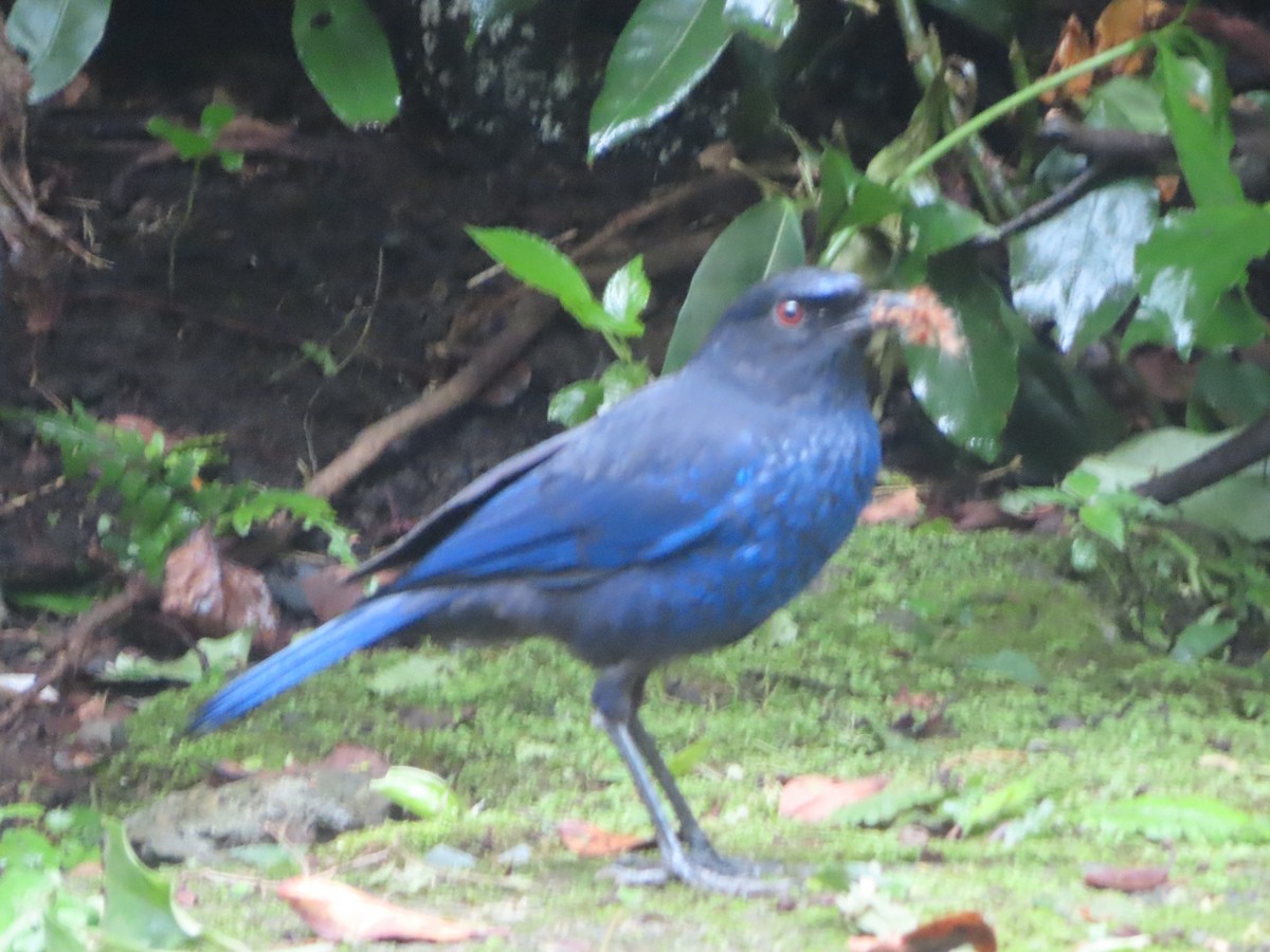 Taiwan Whistling-Thrush - ML637242685
