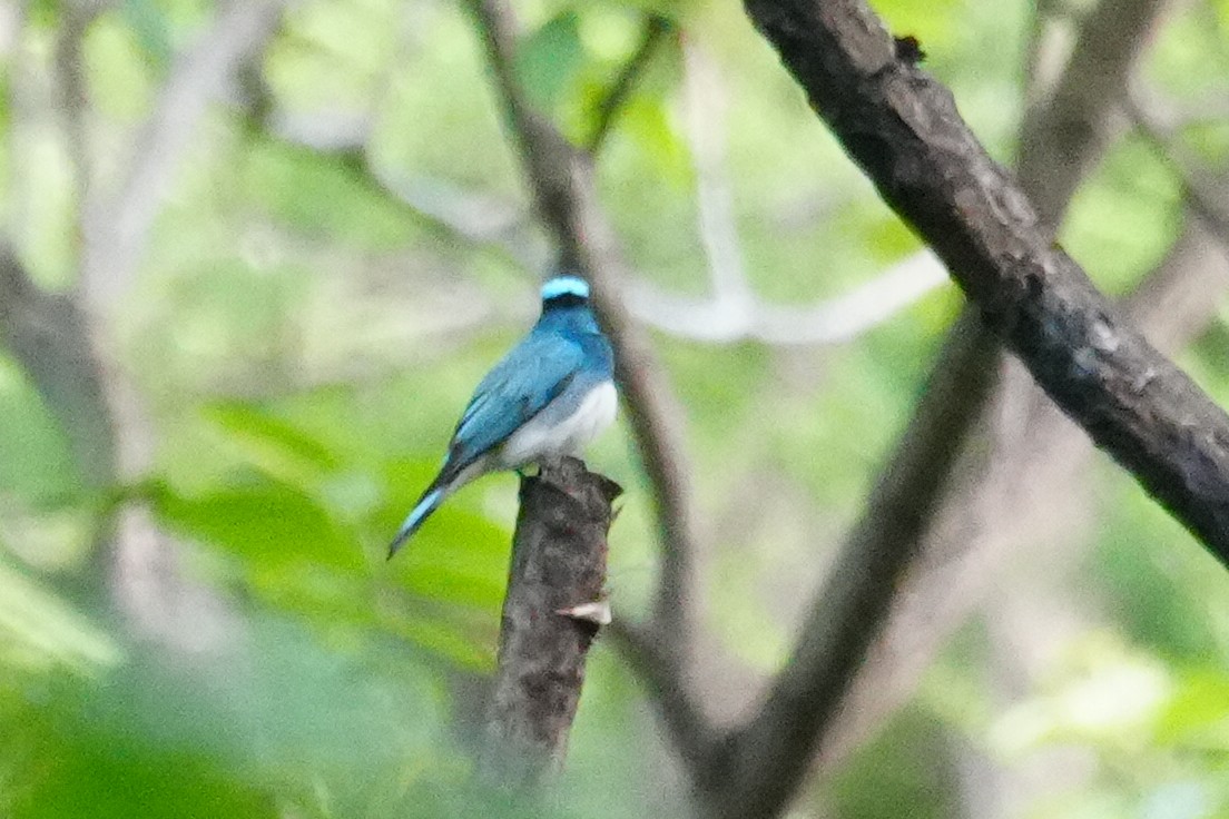 Zappey's Flycatcher - ML637242691