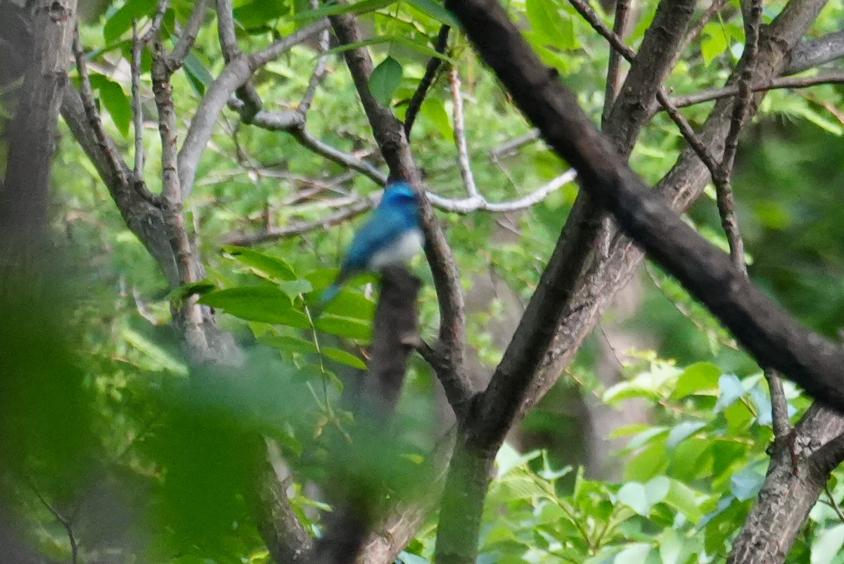 Zappey's Flycatcher - ML637242704