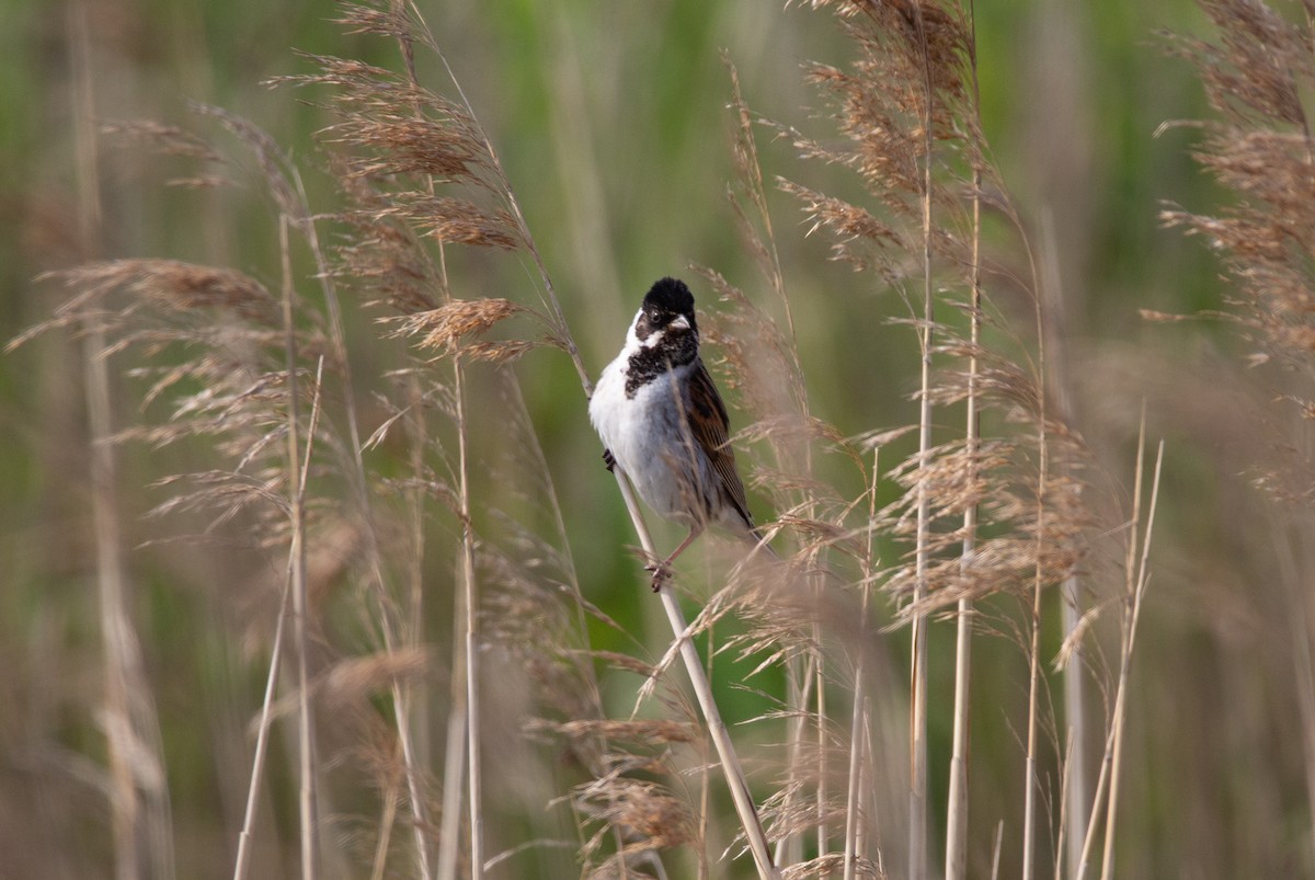 Reed Bunting - ML637242726