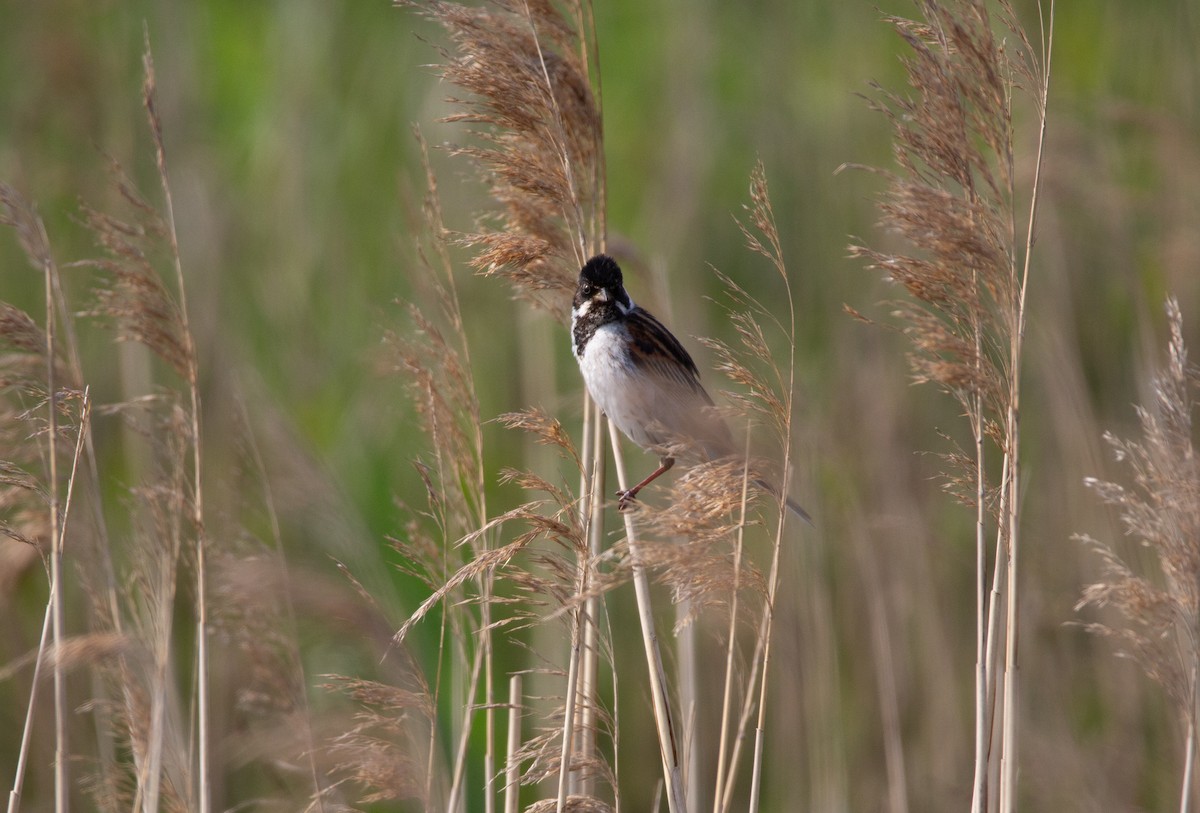 Reed Bunting - ML637242727