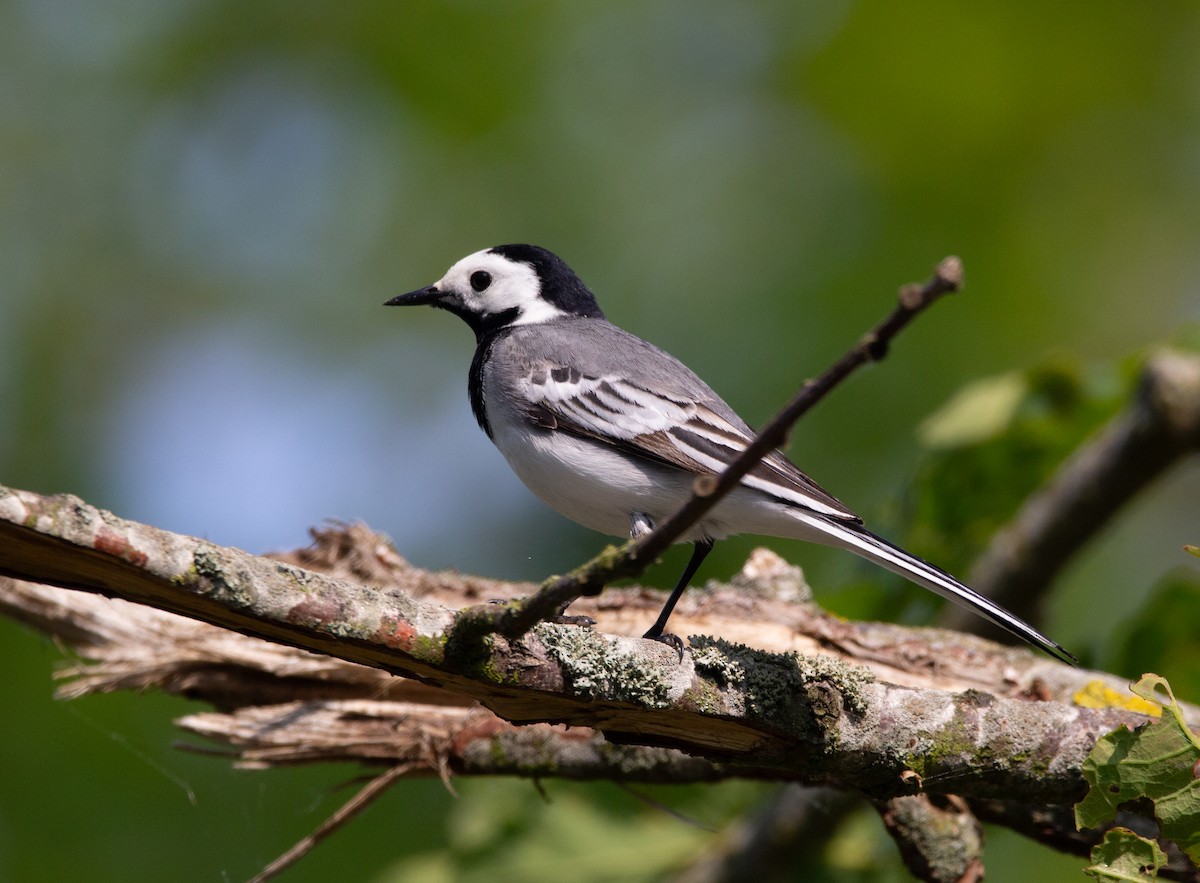 White Wagtail - ML637242755