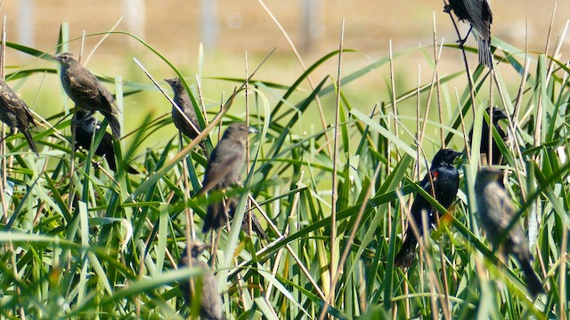 Tricolored Blackbird - ML637242756