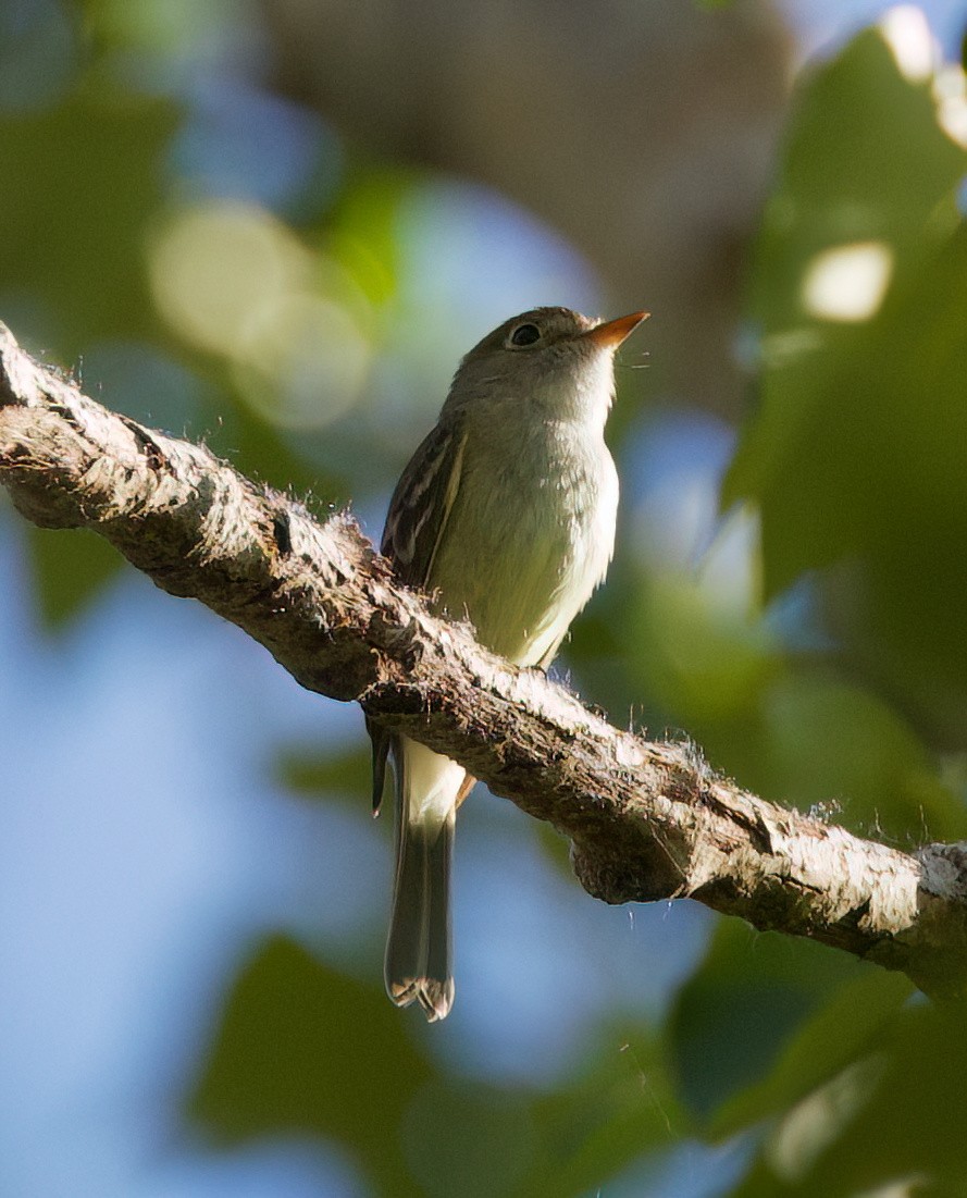 Least Flycatcher - ML637242808