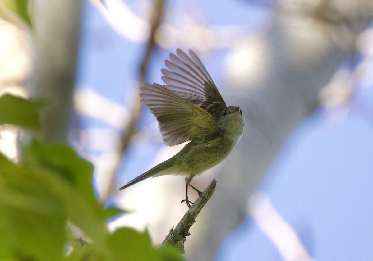 Least Flycatcher - ML637242809