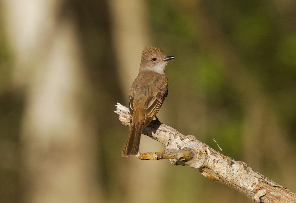 Ash-throated Flycatcher - ML637242812