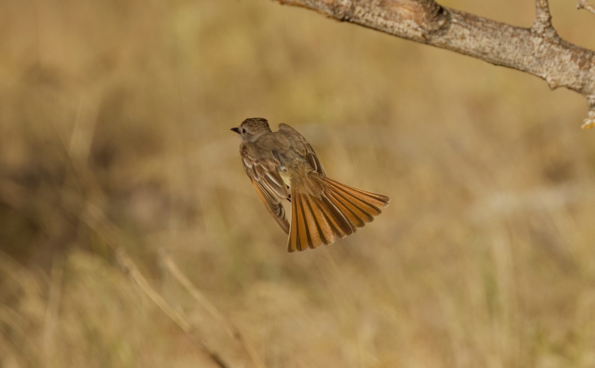 Ash-throated Flycatcher - ML637242813