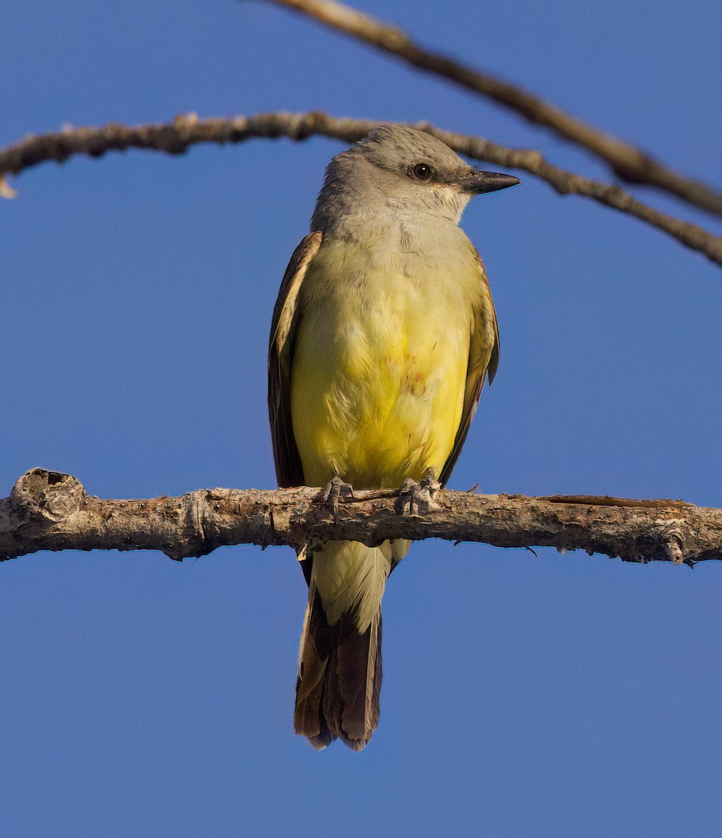 Western Kingbird - ML637242819