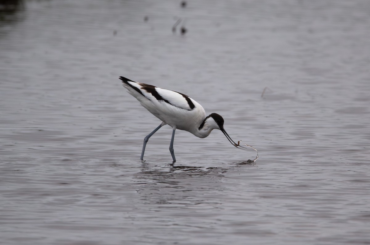 Pied Avocet - ML637242833