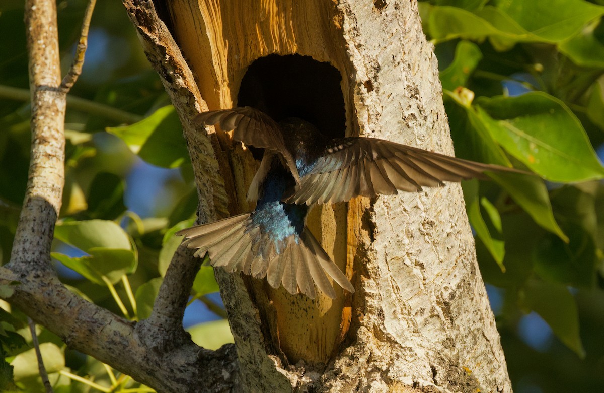 Tree Swallow - ML637242838