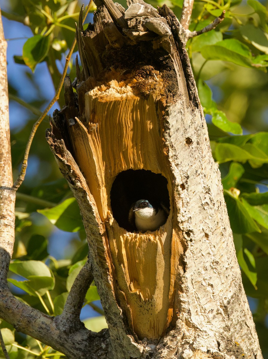 Tree Swallow - ML637242839