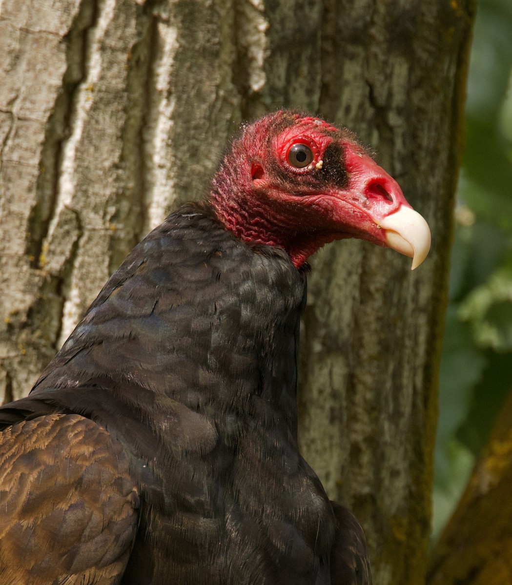 Turkey Vulture - ML637242883