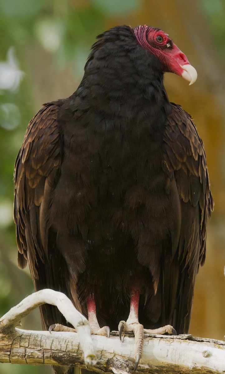 Turkey Vulture - ML637242884