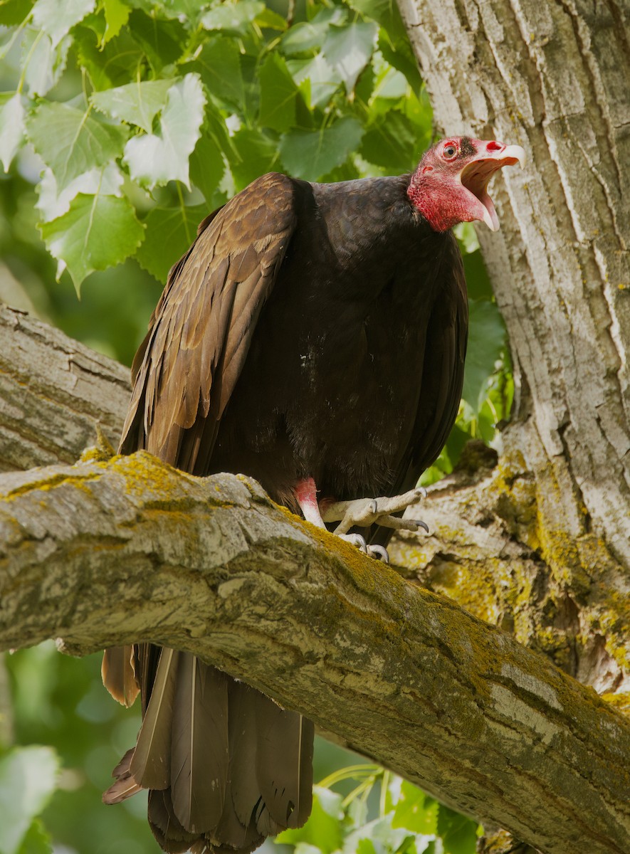 Turkey Vulture - ML637242885