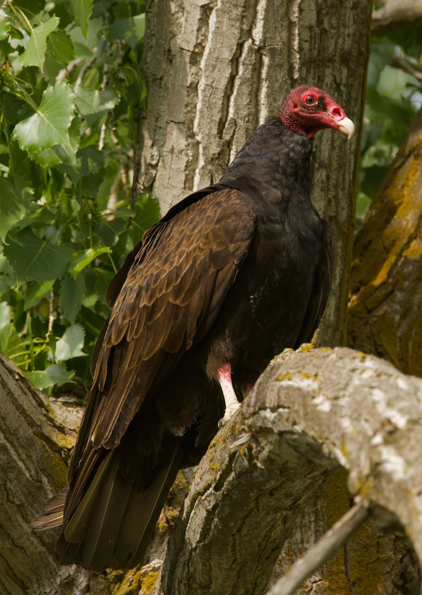 Turkey Vulture - ML637242886