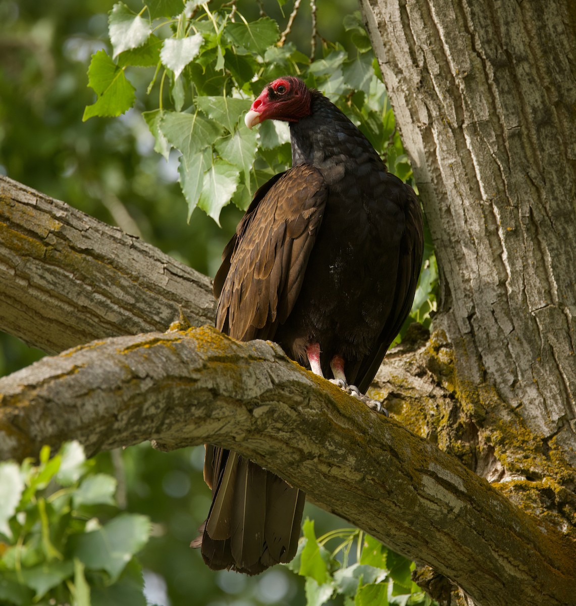 Turkey Vulture - ML637242887