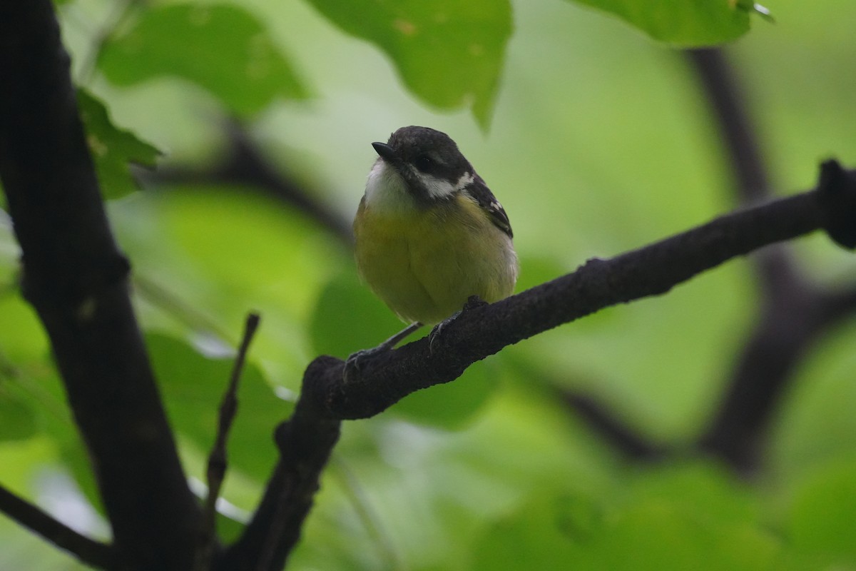 Mésange gracieuse - ML637242888