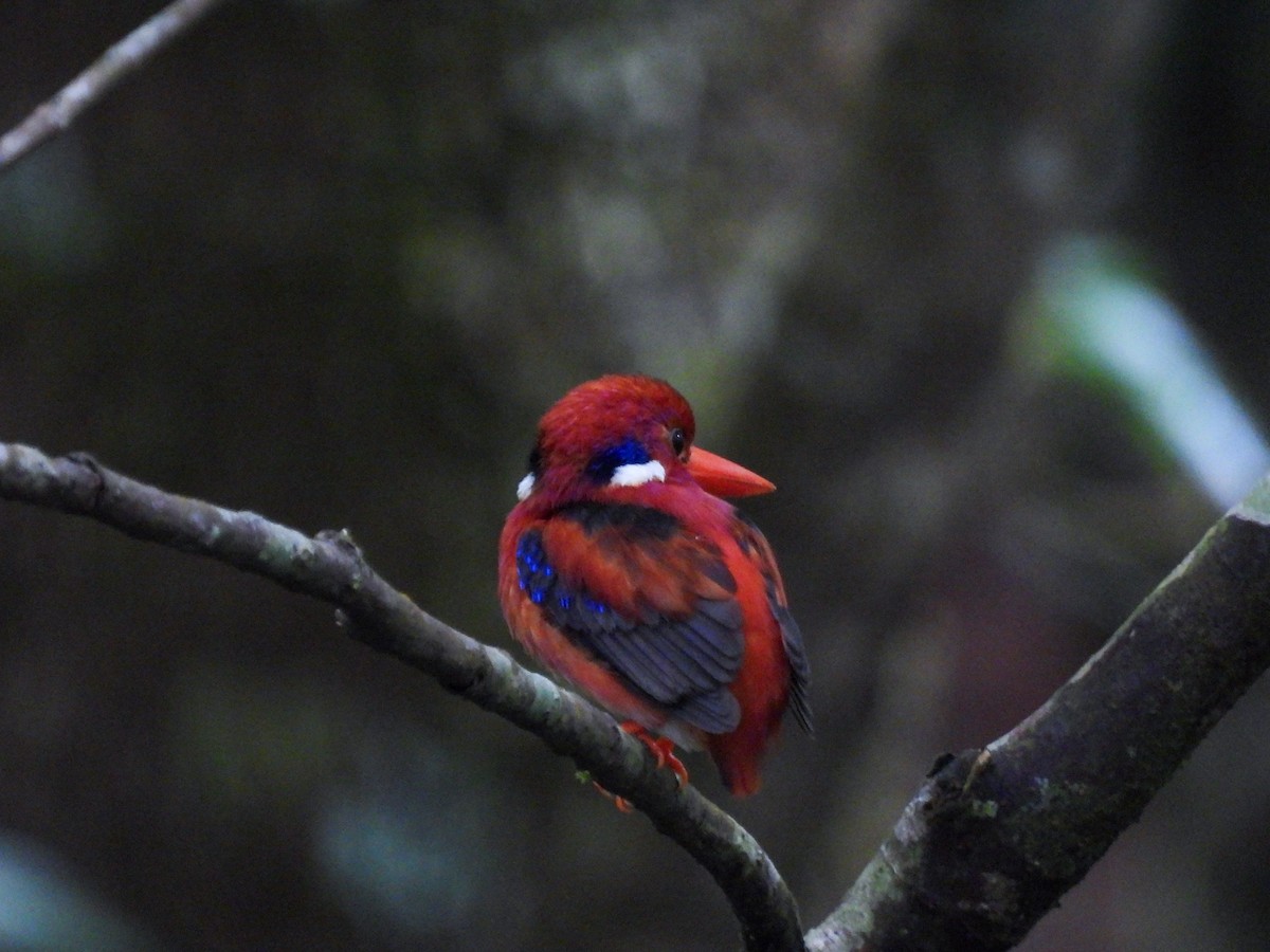 Philippine Dwarf-Kingfisher - ML637242890