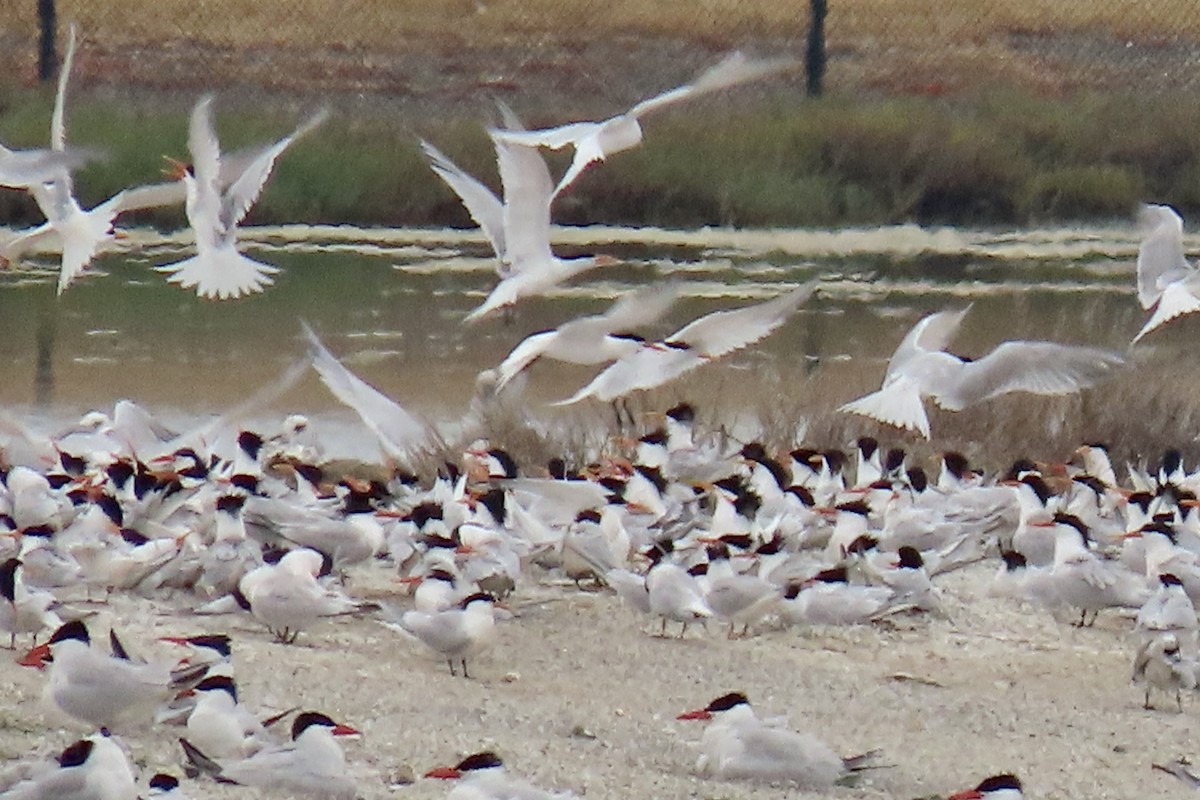 Elegant Tern - ML637242918