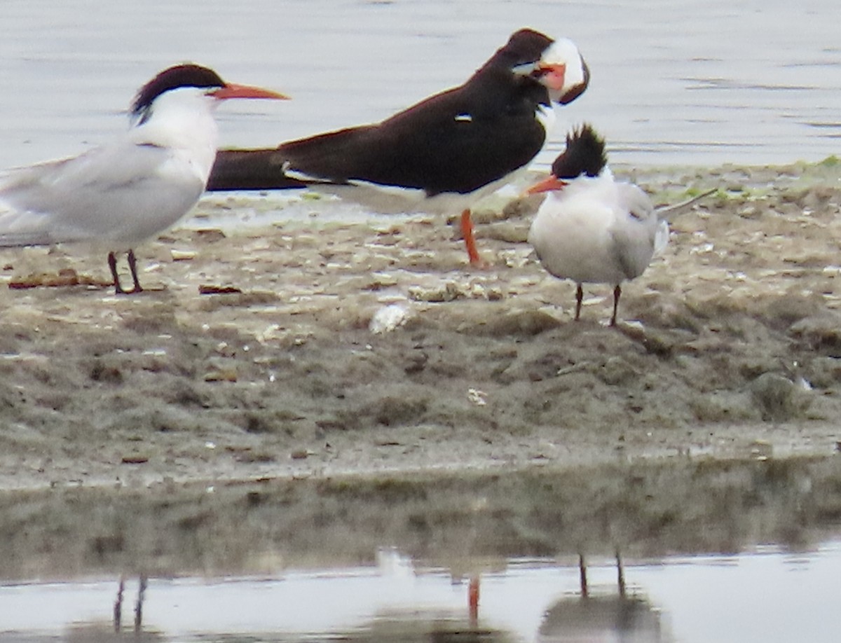 Elegant Tern - ML637242921