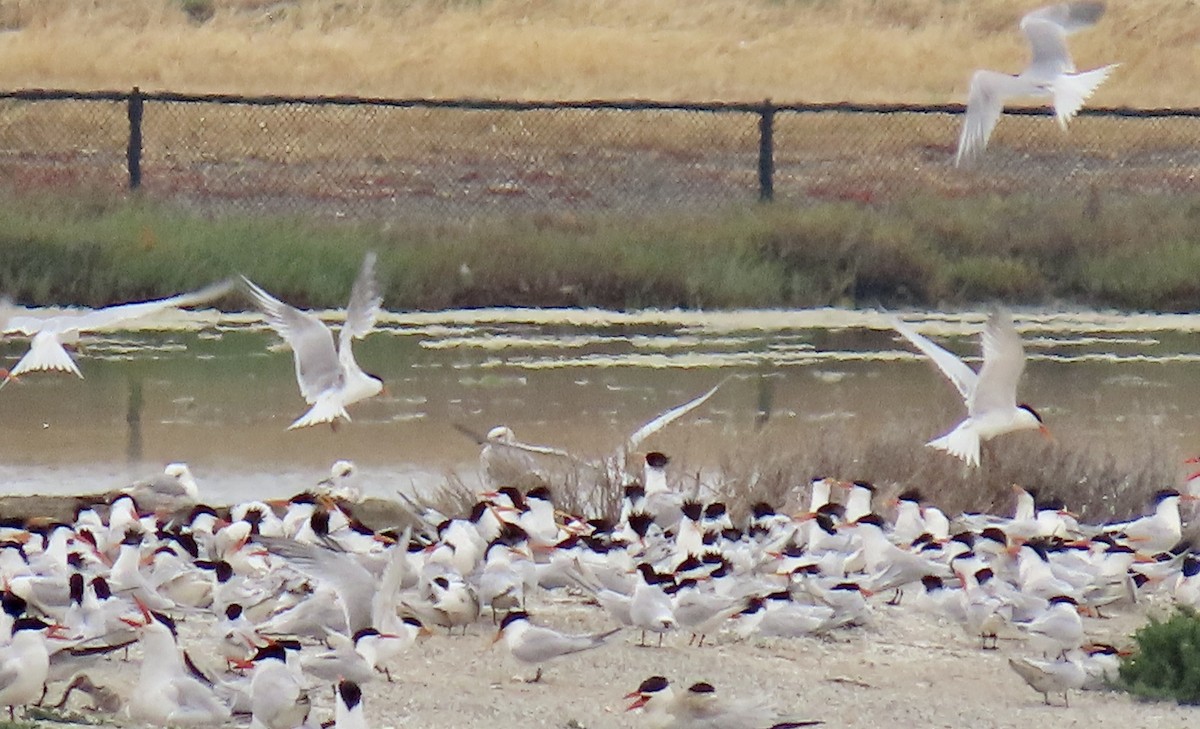 Elegant Tern - ML637242922