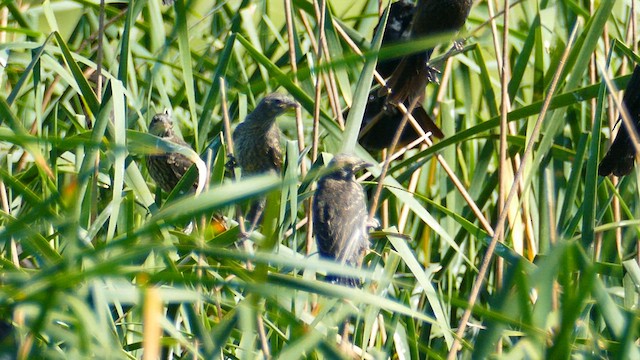 Tricolored Blackbird - ML637242931