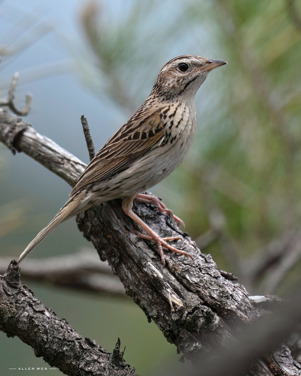 Upland Pipit - ML637242947