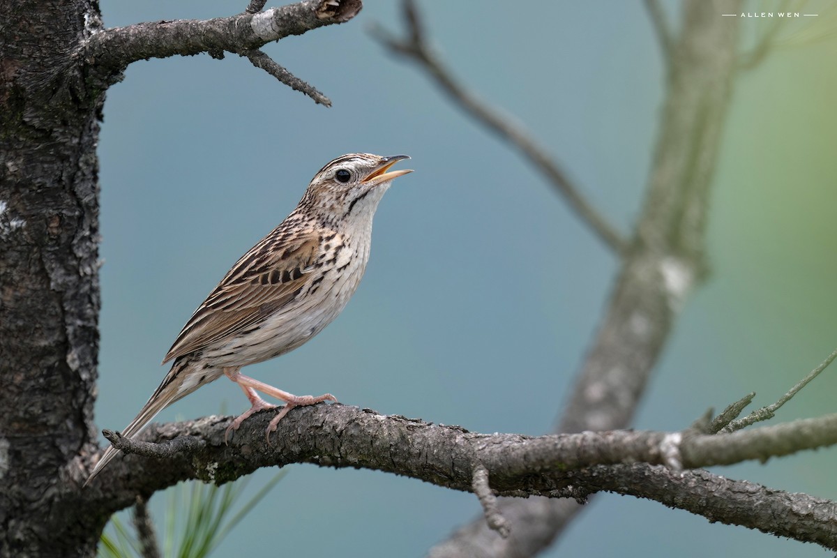 Upland Pipit - ML637242949