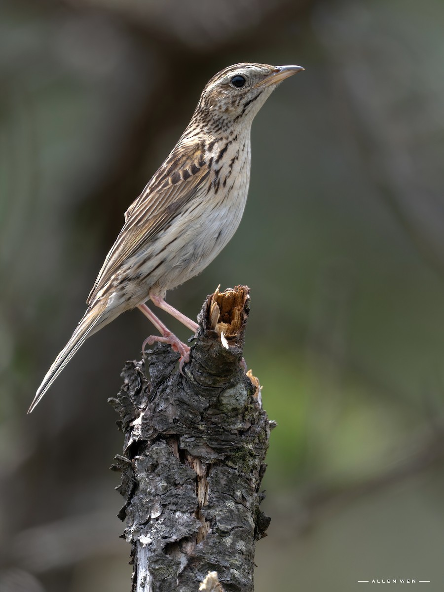 Upland Pipit - ML637242957