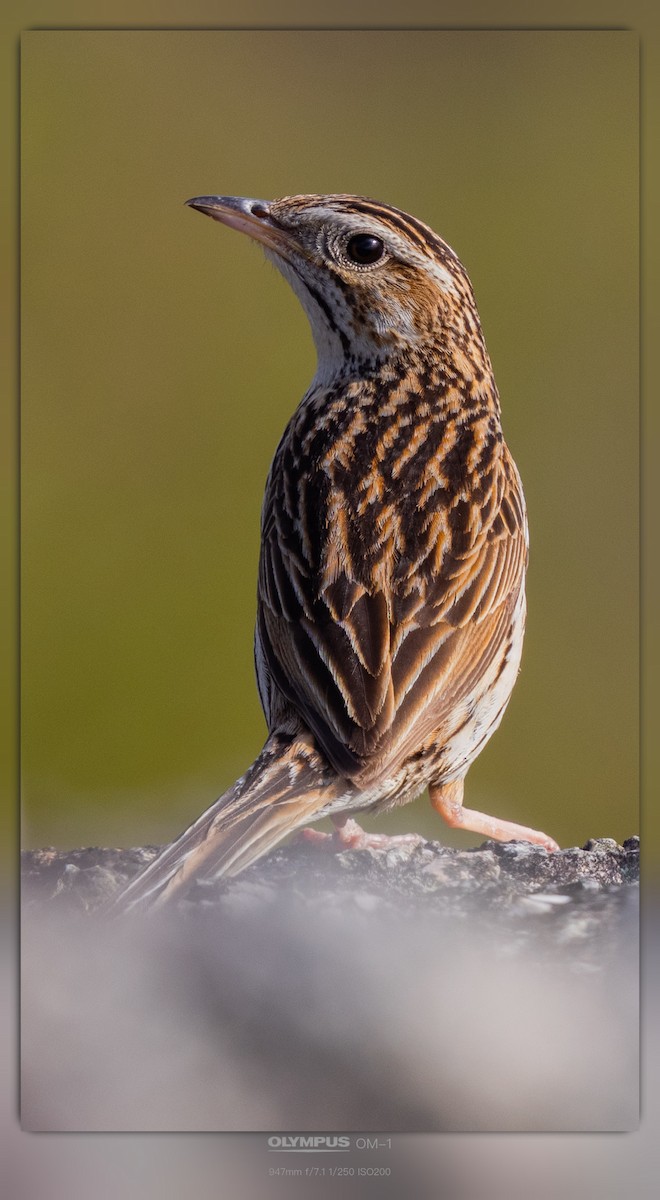 Upland Pipit - ML637242961
