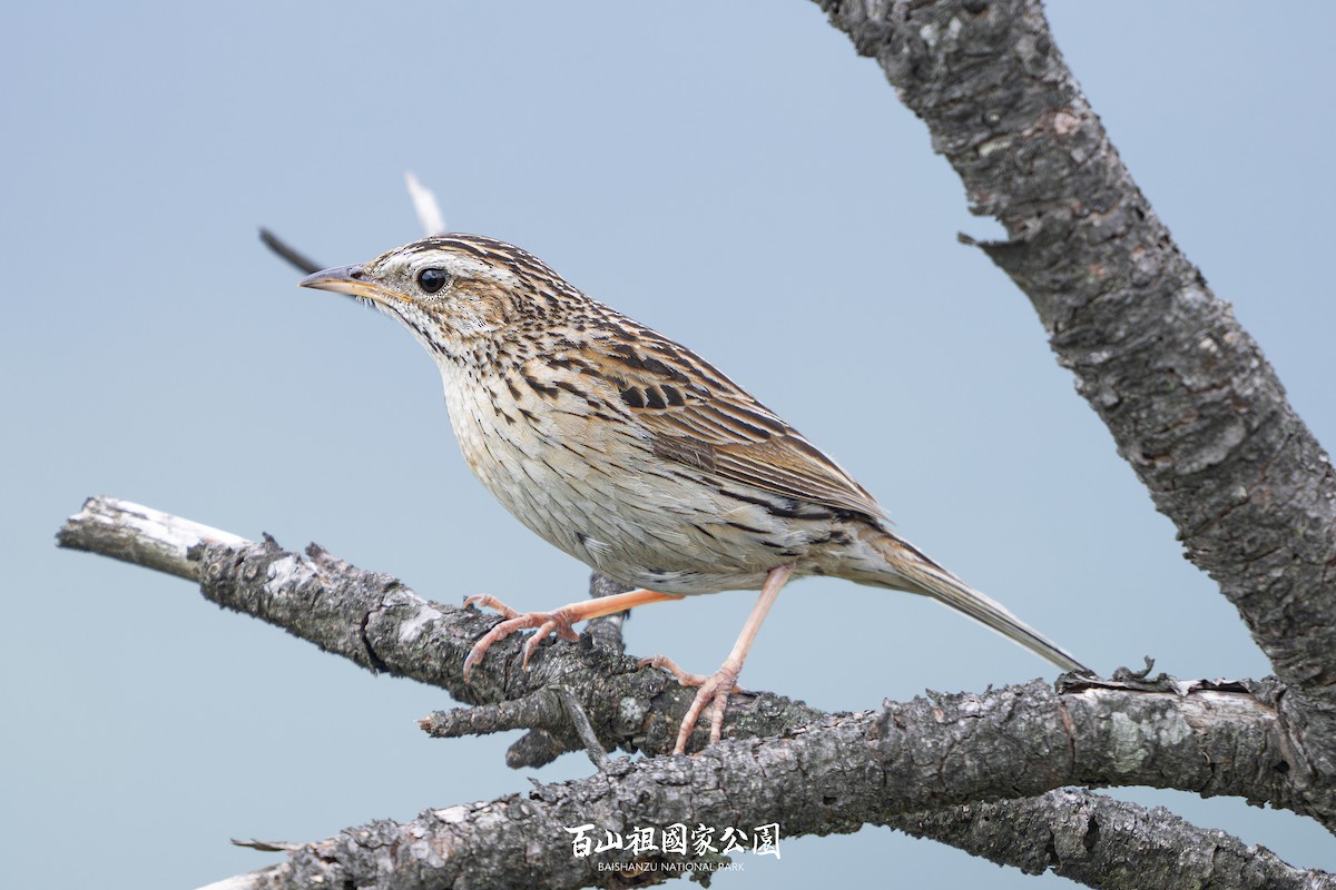 Upland Pipit - ML637242963