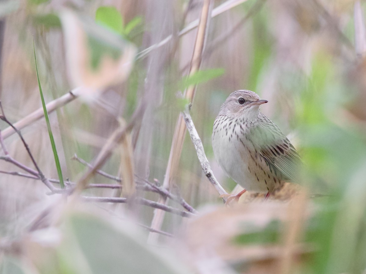 Lanceolated Warbler - ML637242983