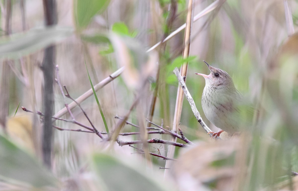 Lanceolated Warbler - ML637242984