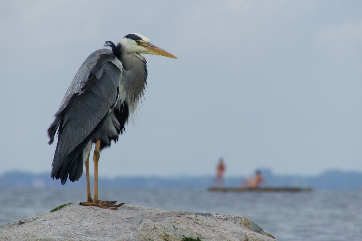 蒼鷺 - ML637242986