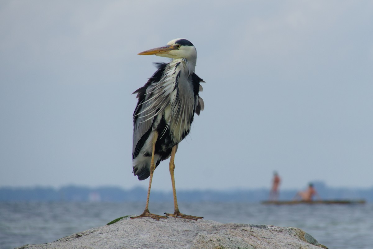 蒼鷺 - ML637242987