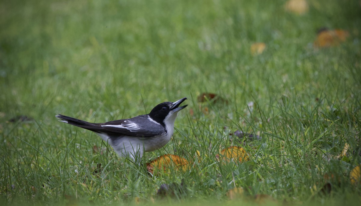 Gray Butcherbird - ML637243005