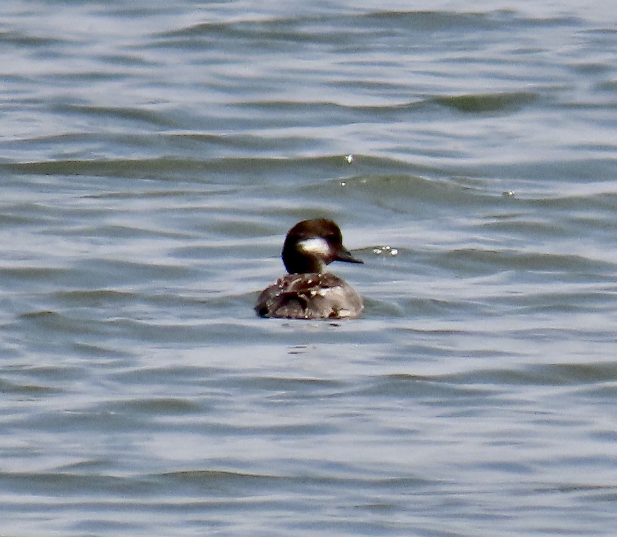 Bufflehead - ML637243011