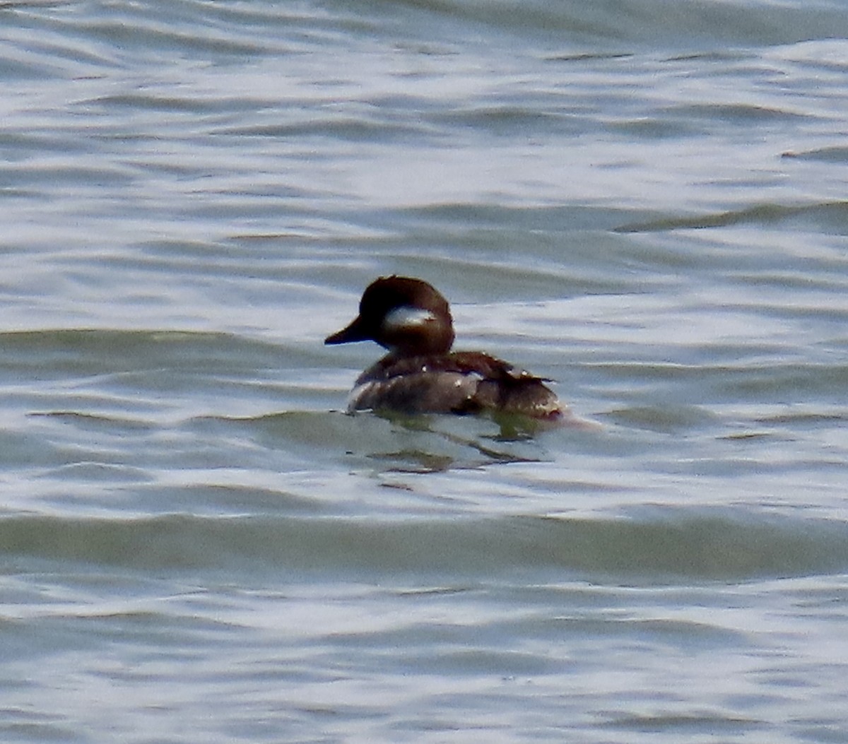 Bufflehead - ML637243012