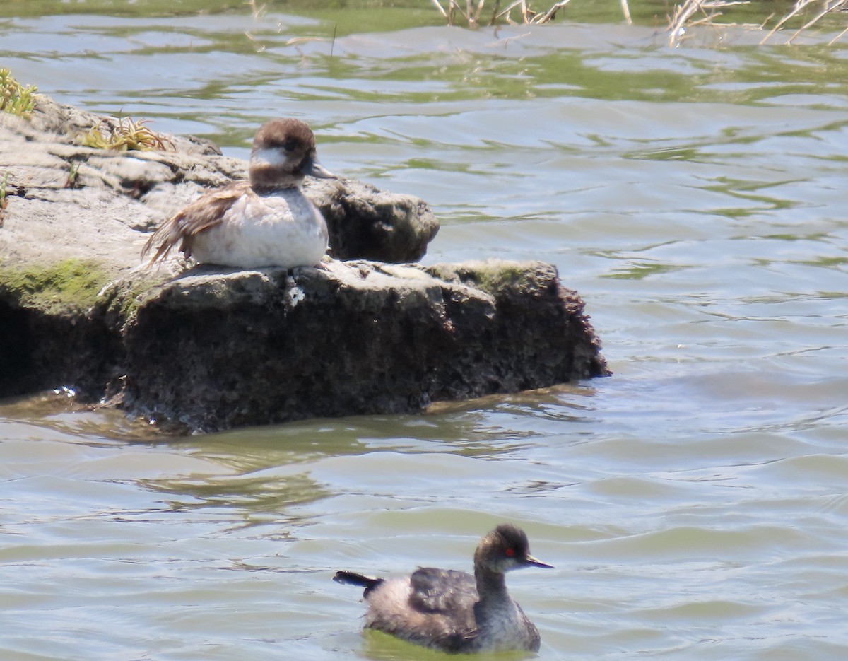 Bufflehead - ML637243014