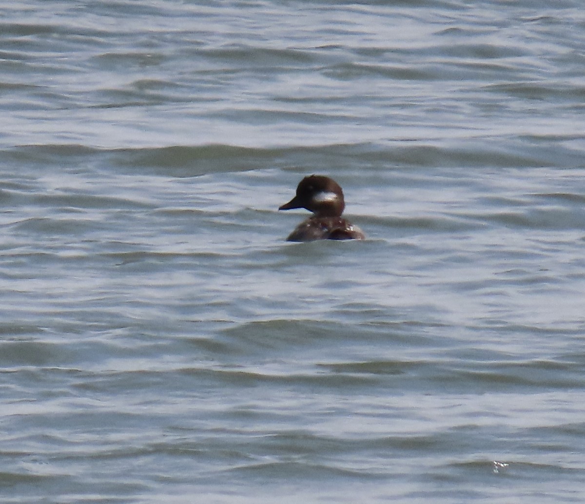Bufflehead - ML637243015