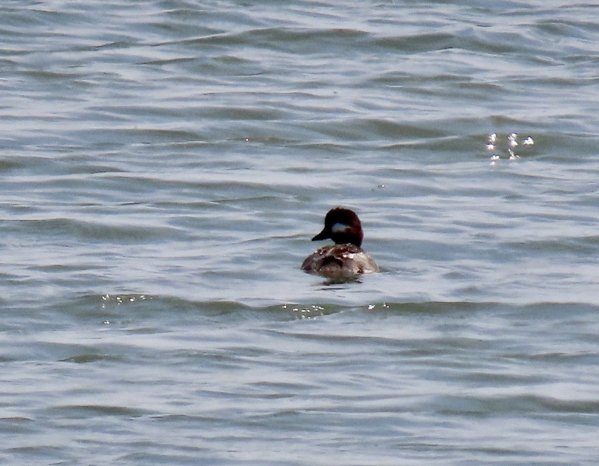 Bufflehead - ML637243016