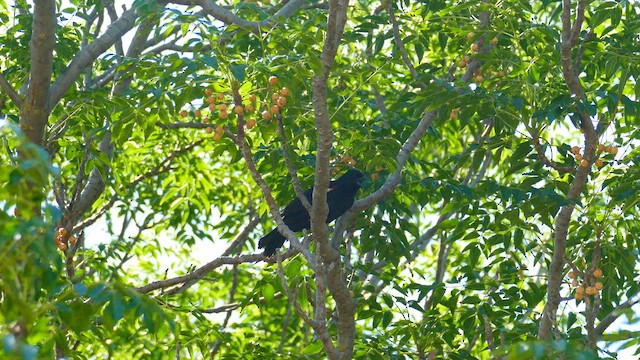 Tricolored Blackbird - ML637243040