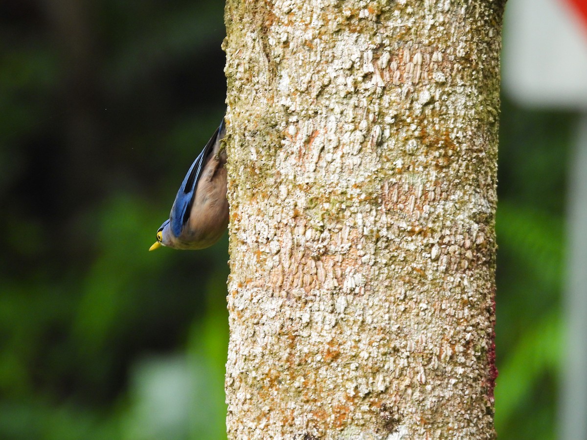 Sulphur-billed Nuthatch - ML637243108