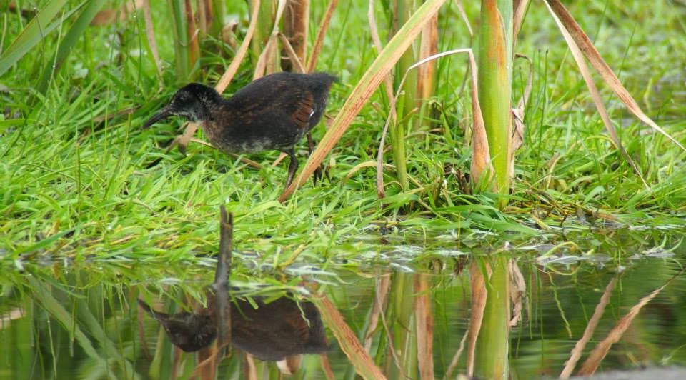 Virginia Rail - Louise L. Gomez