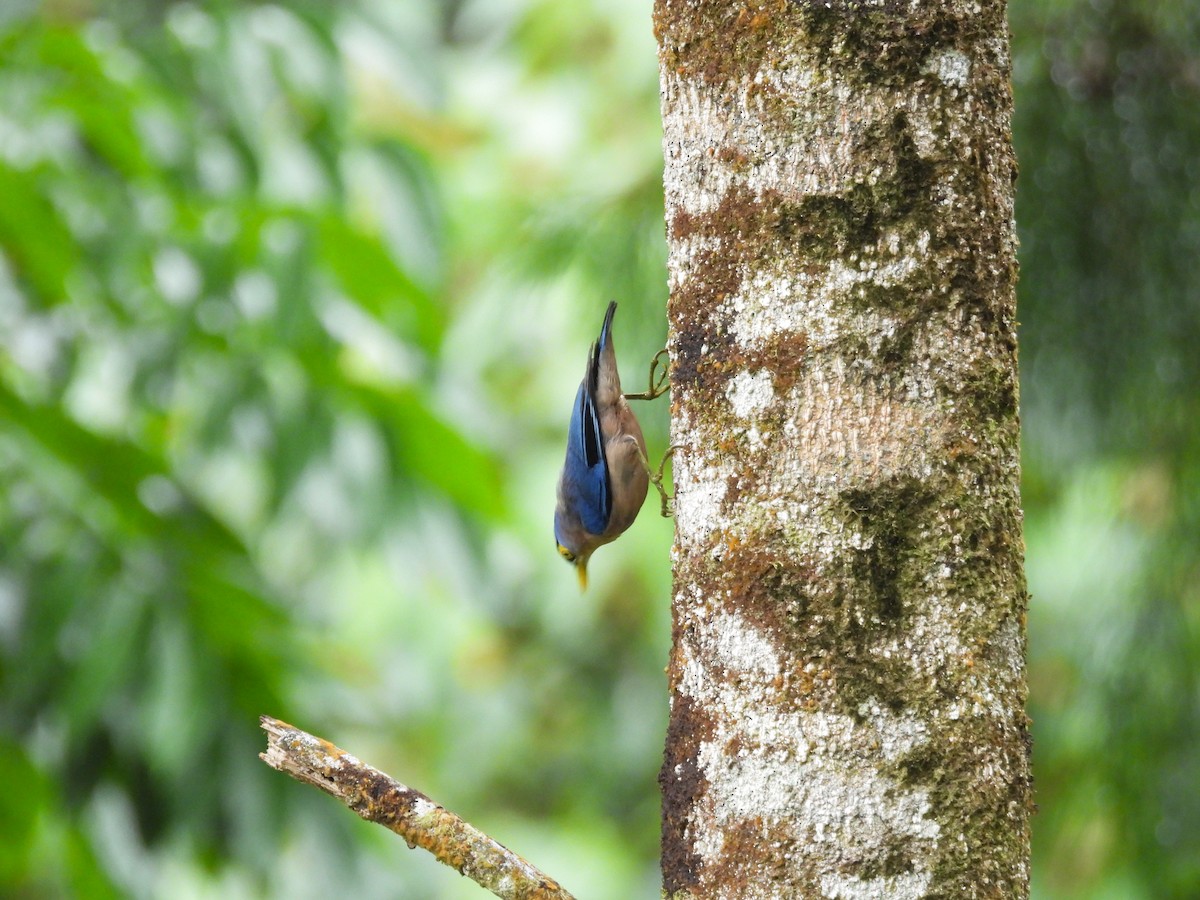 Sulphur-billed Nuthatch - ML637243114