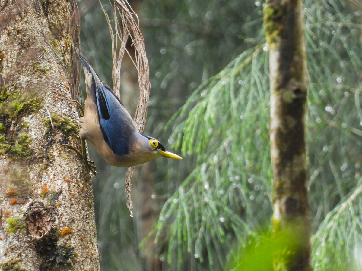 Sulphur-billed Nuthatch - ML637243118