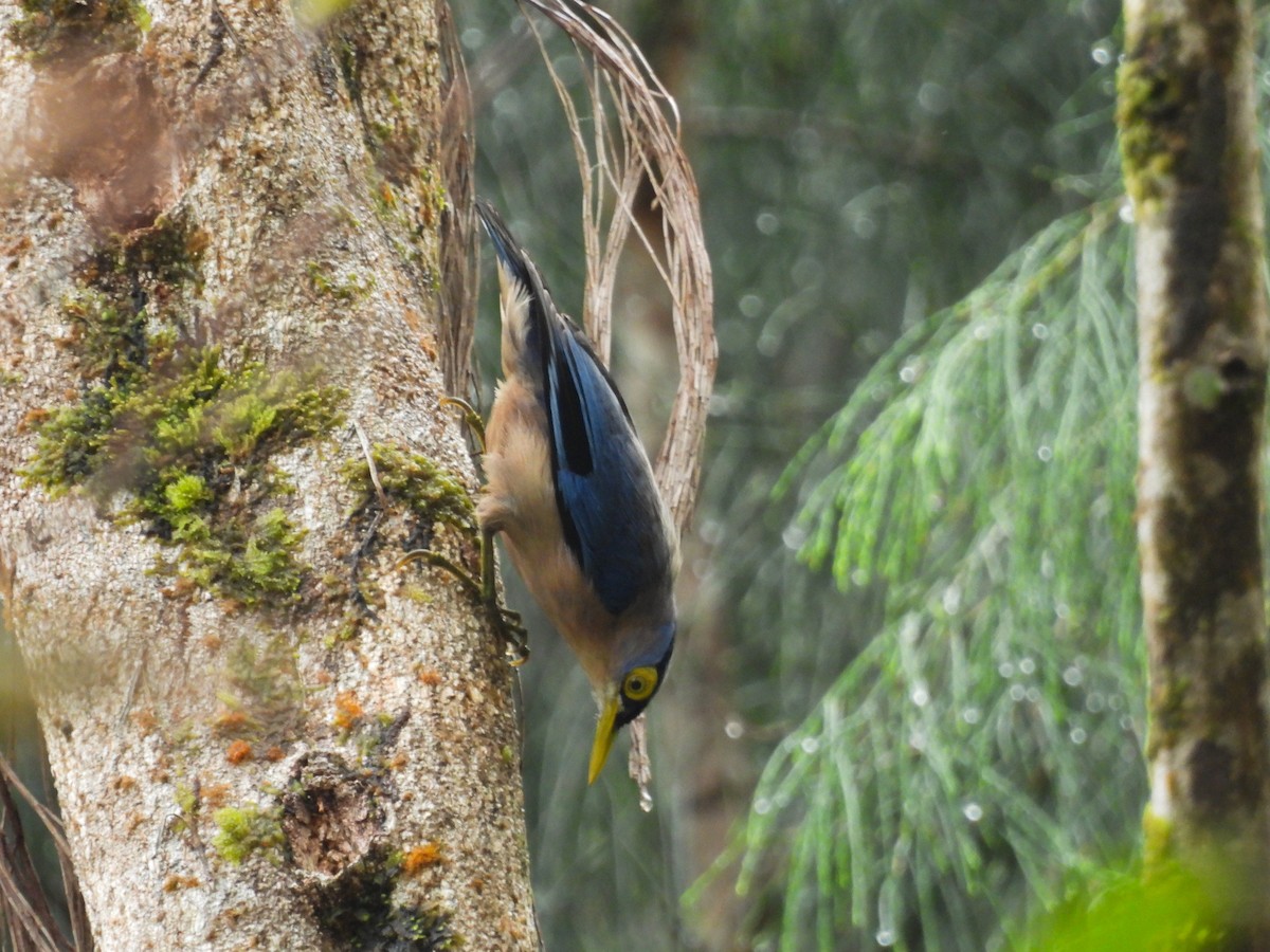 Sulphur-billed Nuthatch - ML637243121