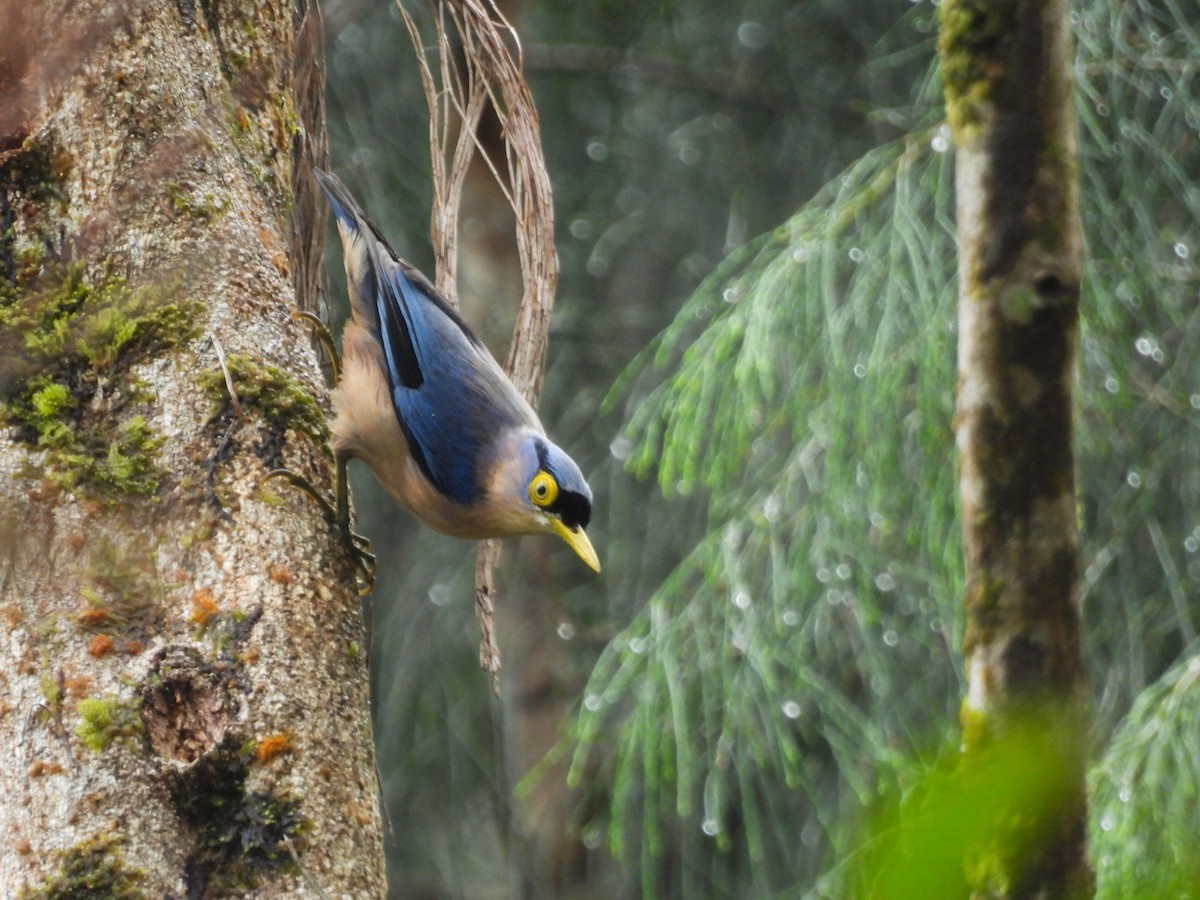 Sulphur-billed Nuthatch - ML637243130