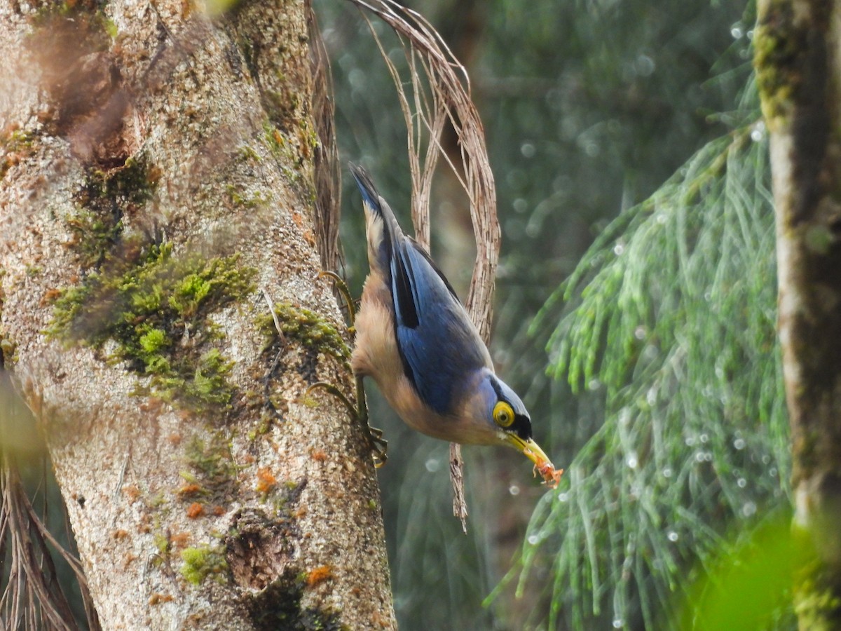 Sulphur-billed Nuthatch - ML637243132