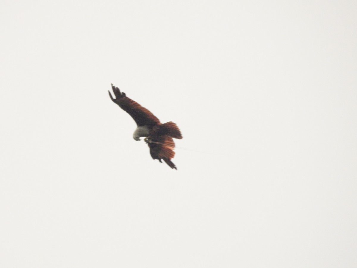 Brahminy Kite - ML637243143